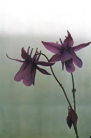 Aquilegia secundiflora